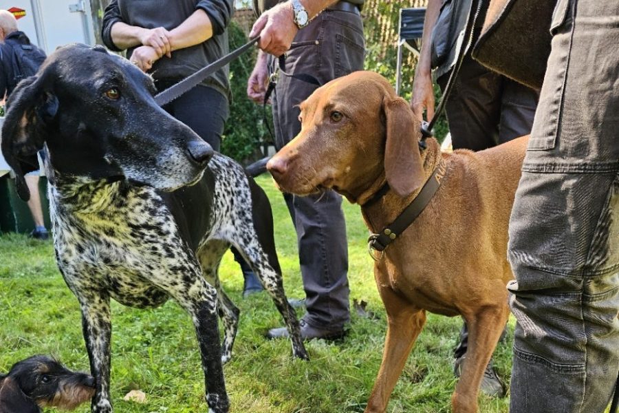 Hunde_6